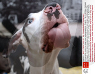 FEATURE - Funny Dog: Mutka die Deutsche Dogge schneidet Grimassen