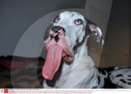 FEATURE - Funny Dog: Mutka die Deutsche Dogge schneidet Grimassen