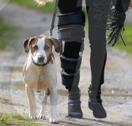 EXKLUSIV - Kate Moss Humpelt mit dem Hund durch London