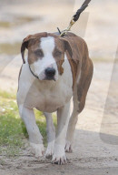 EXKLUSIV - Kate Moss Humpelt mit dem Hund durch London