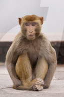 Indische Rhesusaffen (Macaca mulatta), Nordindien, Indien, Asien - indian bandar (Macaca mulatta), North India, India, Asia