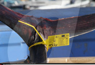 NEWS - Thunfischfang in Spanien