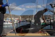 NEWS - Thunfischfang in Spanien
