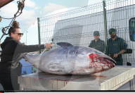 NEWS - Thunfischfang in Spanien