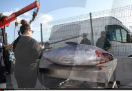 NEWS - Thunfischfang in Spanien