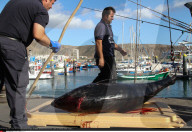 NEWS - Thunfischfang in Spanien