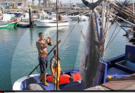 NEWS - Thunfischfang in Spanien