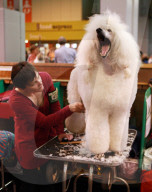 FEATURE - 'Crufts Dog Show': Hier wird gestriegelt und gepudert