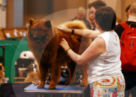 FEATURE - 'Crufts Dog Show': Hier wird gestriegelt und gepudert
