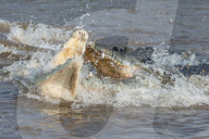 FEATURE - Kenia: Gefährliche Flussquerung über den Mara River (Archiv)