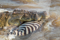 FEATURE - Kenia: Gefährliche Flussquerung über den Mara River (Archiv)