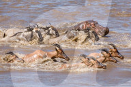 FEATURE - Kenia: Gefährliche Flussquerung über den Mara River (Archiv)