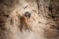 FEATURE - Kenia: Gefährliche Flussquerung über den Mara River (Archiv)