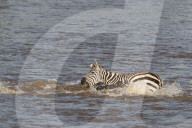 FEATURE - Kenia: Gefährliche Flussquerung über den Mara River (Archiv)