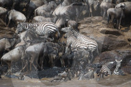 FEATURE - Kenia: Gefährliche Flussquerung über den Mara River (Archiv)