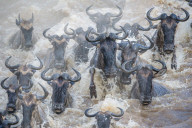 FEATURE - Kenia: Gefährliche Flussquerung über den Mara River (Archiv)