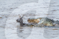 FEATURE - Kenia: Gefährliche Flussquerung über den Mara River (Archiv)
