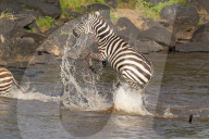 FEATURE - Kenia: Gefährliche Flussquerung über den Mara River (Archiv)