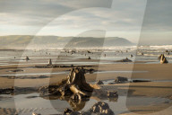 FEATURE - Skurrile Landschaft: Versteinerte Bäume am Strand von Wales