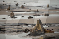 FEATURE - Skurrile Landschaft: Versteinerte Bäume am Strand von Wales