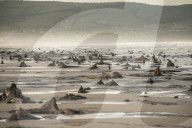 FEATURE - Skurrile Landschaft: Versteinerte Bäume am Strand von Wales