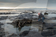 FEATURE - Skurrile Landschaft: Versteinerte Bäume am Strand von Wales