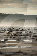 FEATURE - Skurrile Landschaft: Versteinerte Bäume am Strand von Wales