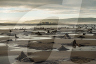 FEATURE - Skurrile Landschaft: Versteinerte Bäume am Strand von Wales