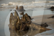 FEATURE - Skurrile Landschaft: Versteinerte Bäume am Strand von Wales