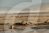 FEATURE - Skurrile Landschaft: Versteinerte Bäume am Strand von Wales