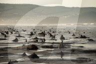 FEATURE - Skurrile Landschaft: Versteinerte Bäume am Strand von Wales
