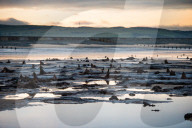 FEATURE - Skurrile Landschaft: Versteinerte Bäume am Strand von Wales