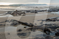 FEATURE - Skurrile Landschaft: Versteinerte Bäume am Strand von Wales