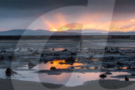 FEATURE - Skurrile Landschaft: Versteinerte Bäume am Strand von Wales