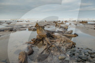 FEATURE - Skurrile Landschaft: Versteinerte Bäume am Strand von Wales