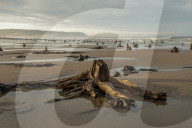 FEATURE - Skurrile Landschaft: Versteinerte Bäume am Strand von Wales