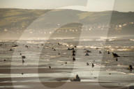 FEATURE - Skurrile Landschaft: Versteinerte Bäume am Strand von Wales