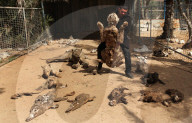 REPORTAGE - Mumifizierte Tiere im Khan Younis Zoo in Gaza