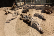 REPORTAGE - Mumifizierte Tiere im Khan Younis Zoo in Gaza