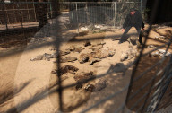 REPORTAGE - Mumifizierte Tiere im Khan Younis Zoo in Gaza