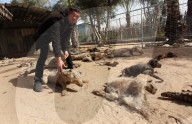 REPORTAGE - Mumifizierte Tiere im Khan Younis Zoo in Gaza