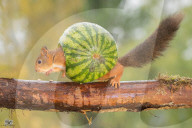 FEATURE - Das Eichhörnchen und die Wassermelone 