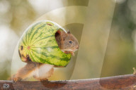 FEATURE - Das Eichhörnchen und die Wassermelone 