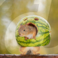 FEATURE - Das Eichhörnchen und die Wassermelone 