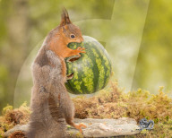 FEATURE - Das Eichhörnchen und die Wassermelone 