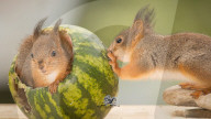 FEATURE - Das Eichhörnchen und die Wassermelone 