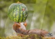 FEATURE - Das Eichhörnchen und die Wassermelone 