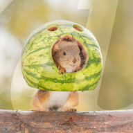 FEATURE - Das Eichhörnchen und die Wassermelone 