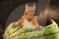 FEATURE - Das Eichhörnchen und die Wassermelone 