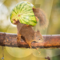 FEATURE - Das Eichhörnchen und die Wassermelone 